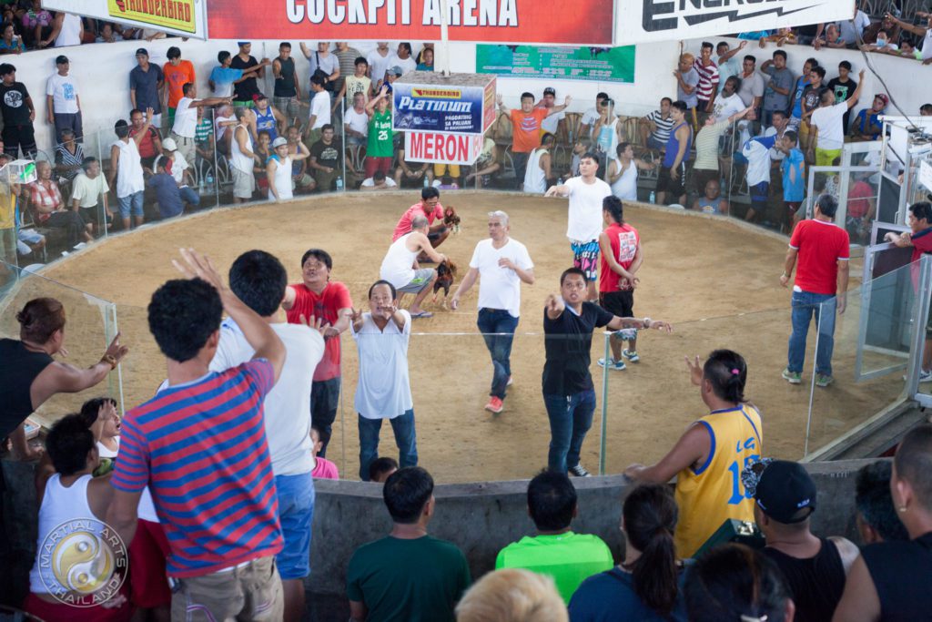 Cockpit cock fight arena with people placing bets before fight start